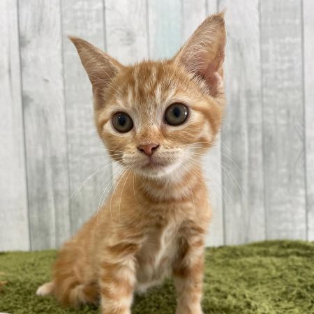 【大宮店】マンチカン　めるるちゃん