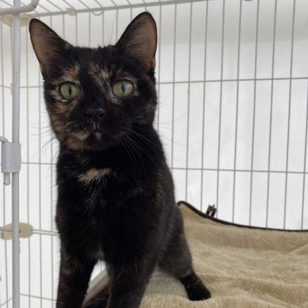 【大宮店】マンチカン　ニーナちゃん