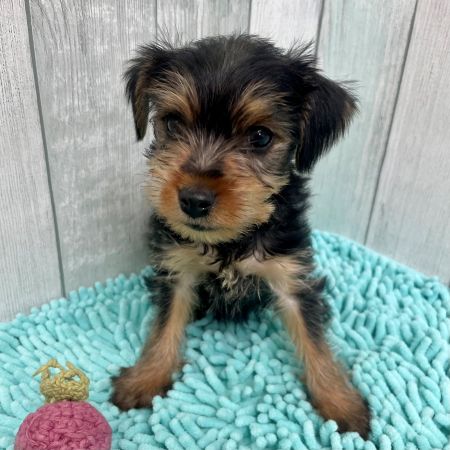 【板橋店】ヨークシャーテリア　カーレッジ君