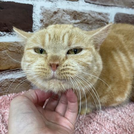 【板橋店】マンチカン　チャコちゃん