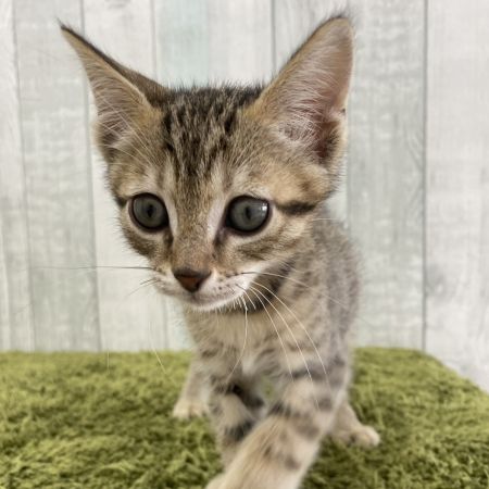 【大宮店】マンチカン　レザー君