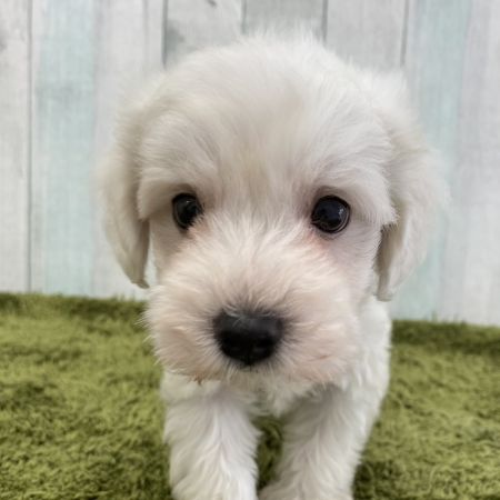 【大宮店】MIX犬（マルチーズ×トイプードル）　インカ君