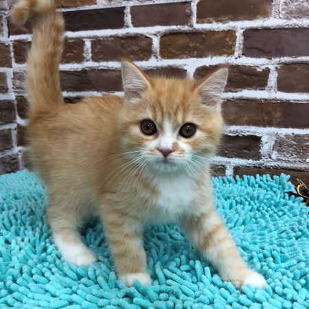 【板橋店】ミヌエット　ライズ君