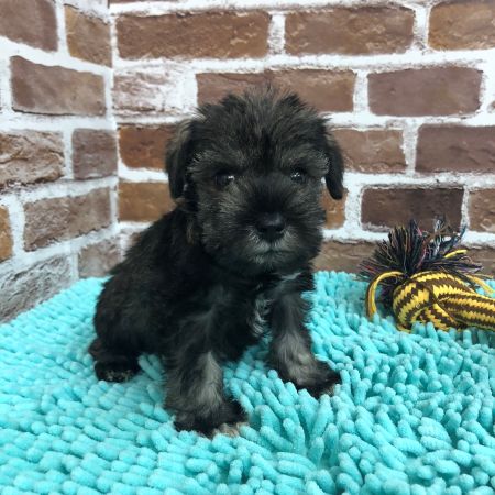 【板橋店】ミニチュアシュナウザー　そると君