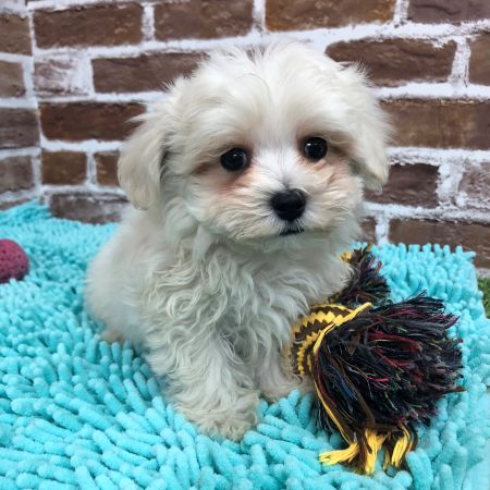 【板橋店】MIX犬(マルチーズ×トイプードル)　ぽむ君