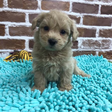 【板橋店】MIX犬(マルチーズ×トイプードル)　マロン君