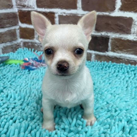 【板橋店】スムースコートチワワ　りんたろう君