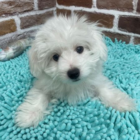 【板橋店】MIX犬(（ペキニーズ×トイプードル）×ビションフリーゼ）ショート君