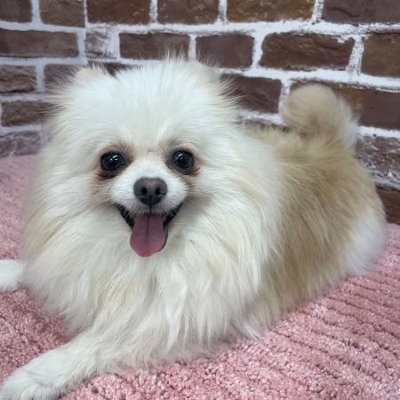 【板橋店】ポメラニアン　クレープちゃん
