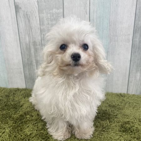 【大宮店】ビションフリーゼ　ビリー君