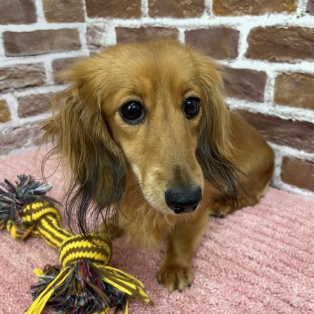 【板橋店】カニヘンダックスフンド　カフェラテちゃん