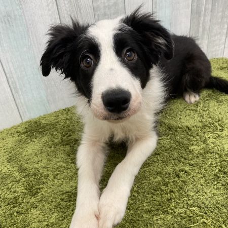 【大宮店】ボーダーコリー　ヘルタちゃん