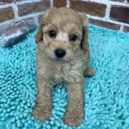 【板橋店】トイプードル　バブル君