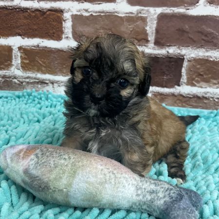 【板橋店】MIX犬(マルチーズ×トイプードル)　モップ君