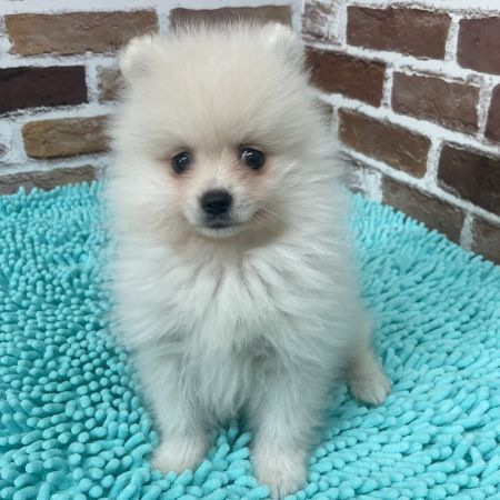 【板橋店】ポメラニアン　ムーミン君