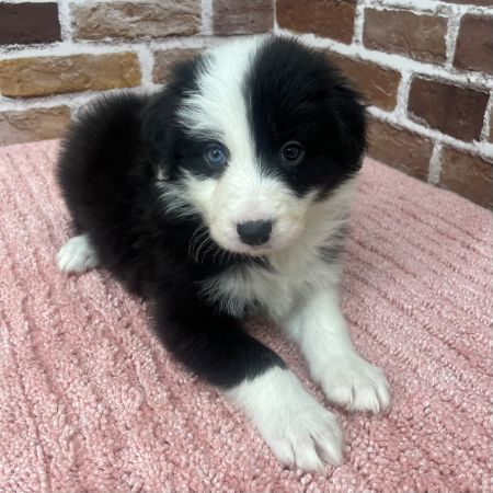 【板橋店】ボーダーコリー　リタちゃん