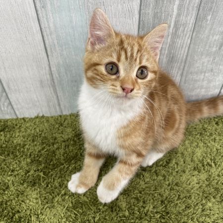 【大宮店】マンチカン　いすずちゃん