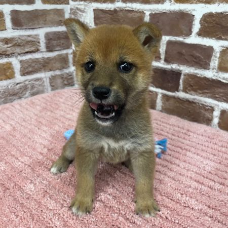 【板橋店】柴犬　小町ちゃん（こまち）