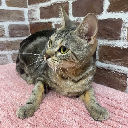 【板橋店】ベンガル　ティアちゃん