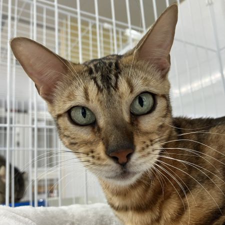 【横浜保土ケ谷店】ベンガル　ルージュちゃん