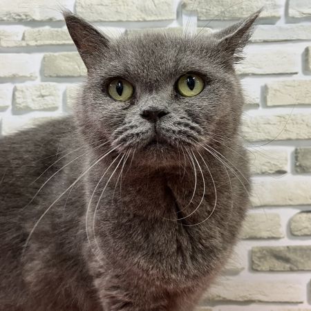 【横浜保土ケ谷店】ブリティッシュショートヘア　ルーナちゃん