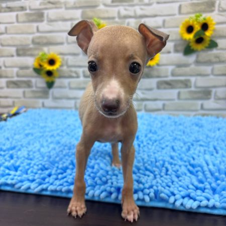 【横浜保土ケ谷店】イタリアングレーハウンド　ダンテ君