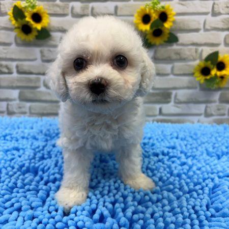 【横浜保土ケ谷店】ビションフリーゼ　オラフ君