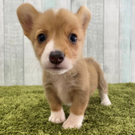 【大宮店】ウェルシュコーギー　ひのきちゃん