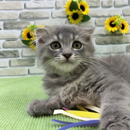 【横浜保土ケ谷店】スコティッシュフォールド　グアムくん