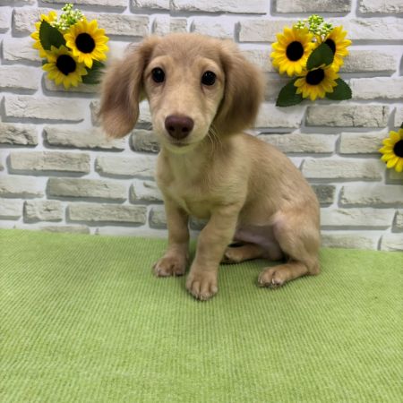 【横浜保土ケ谷店】ミニチュアダックスフンド　ビスコくん