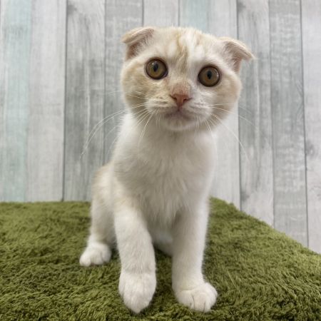 【大宮店】スコティッシュフォールド　サフェル君