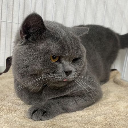 【板橋店】ブリティシュショートヘア　プリ君