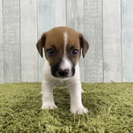 【大宮店】ジャックラッセルテリア　テリー君