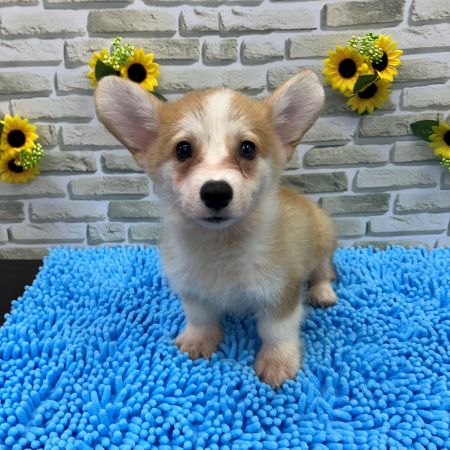 【横浜保土ヶ谷店】ウェルシュコーギー　ニック君