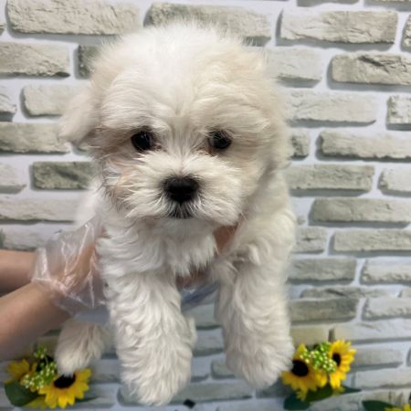 【横浜保土ヶ谷店】マルチーズ　マギーくん
