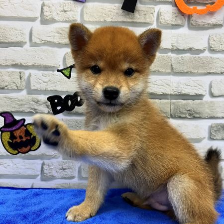【横浜保土ケ谷店】柴犬　スヴェンくん