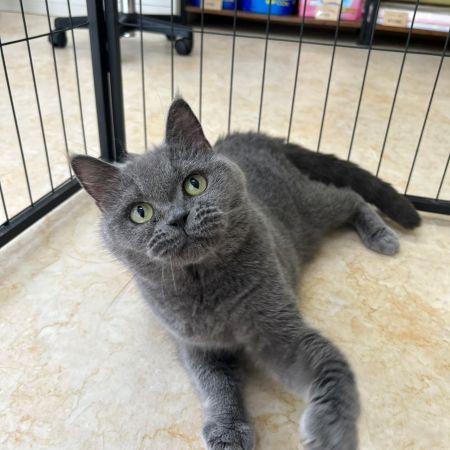 【横浜保土ケ谷店】ブリティッシュショートヘア　ルーナちゃん