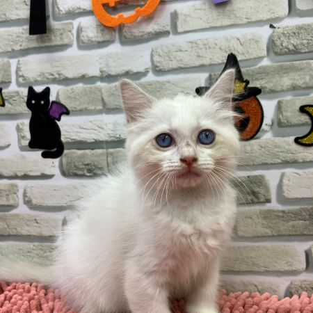 【横浜保土ケ谷店】ラグドール　リリベット