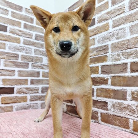 【板橋店】柴犬　小町ちゃん（こまち）