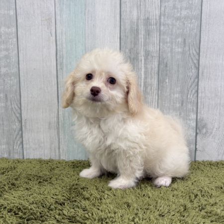 【大宮店】MIX犬（トイプードル×トイプードル・チワワ）セイラちゃん