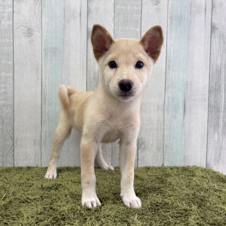 【大宮店】柴犬　どん君